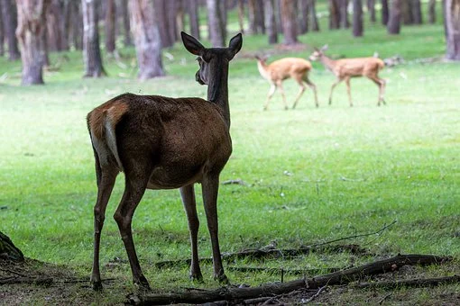 Michigan DNR Releases 2022 Deer Hunting Numbers