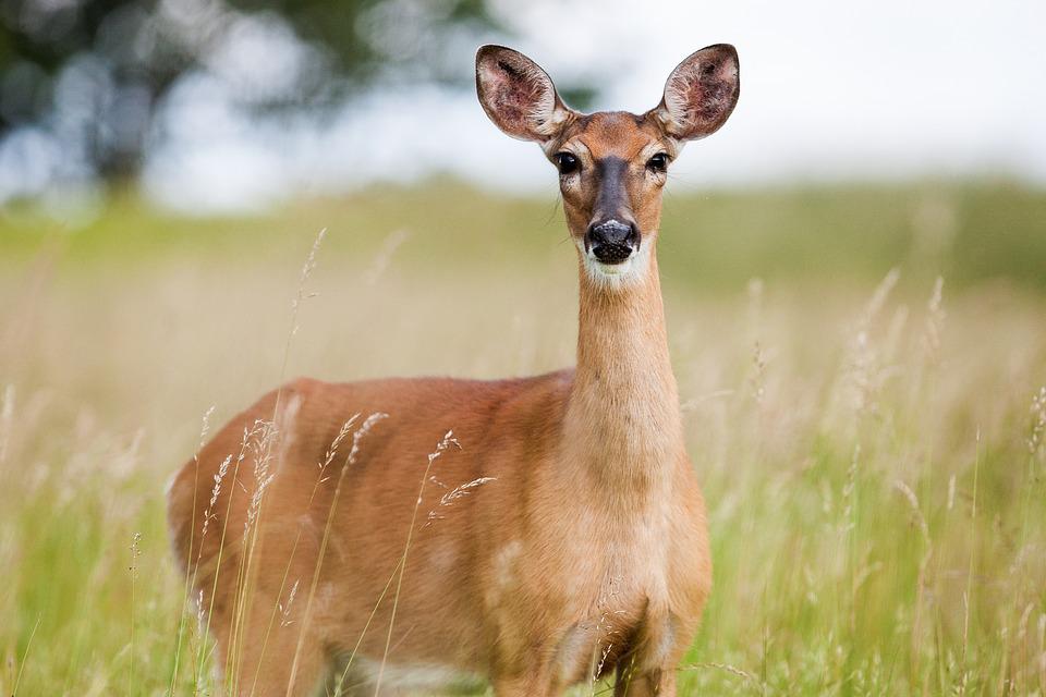 'Fall Back' Increases Odds Of Hitting Deer