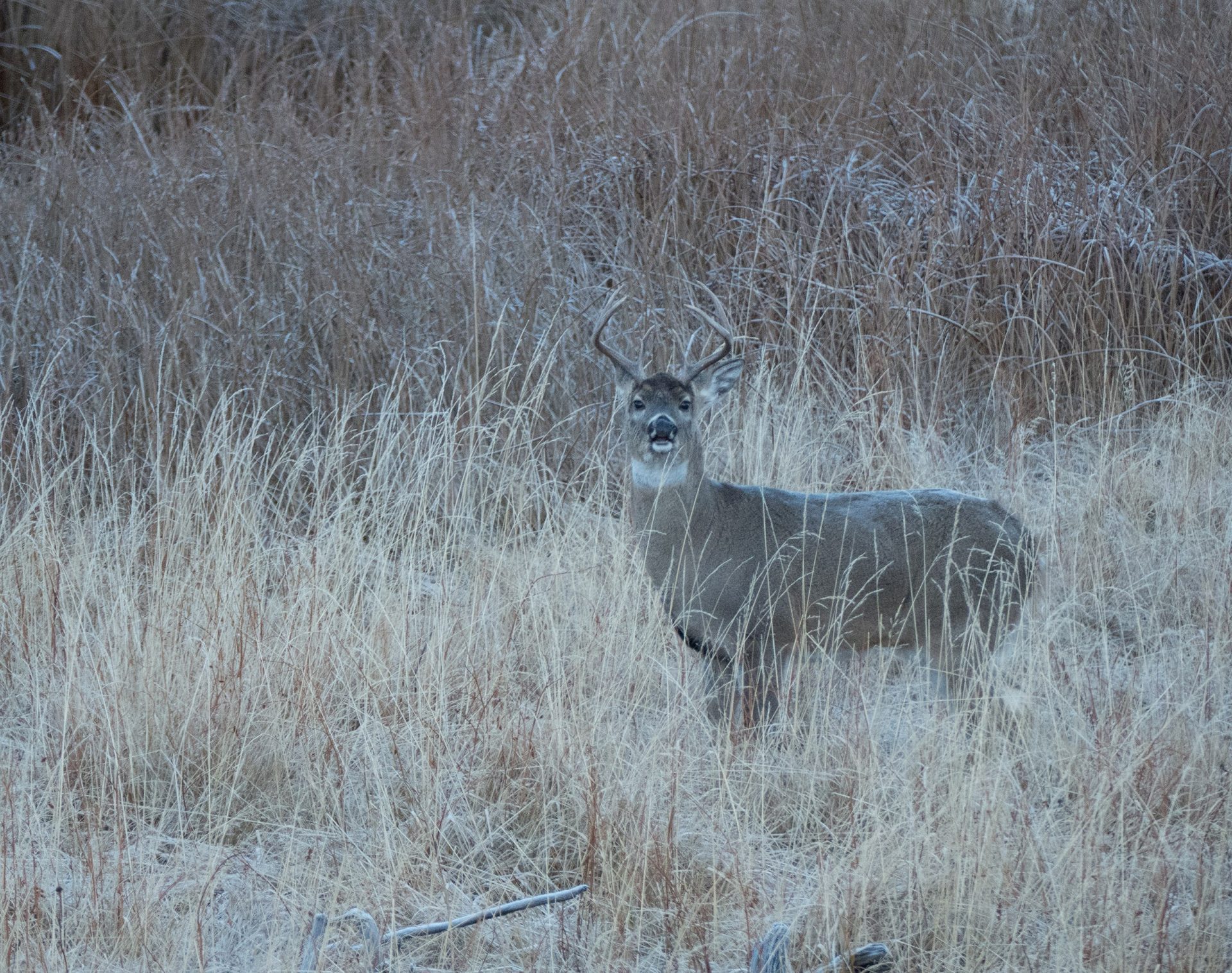 DNR Releases Official Deer Hunting Numbers For 2022