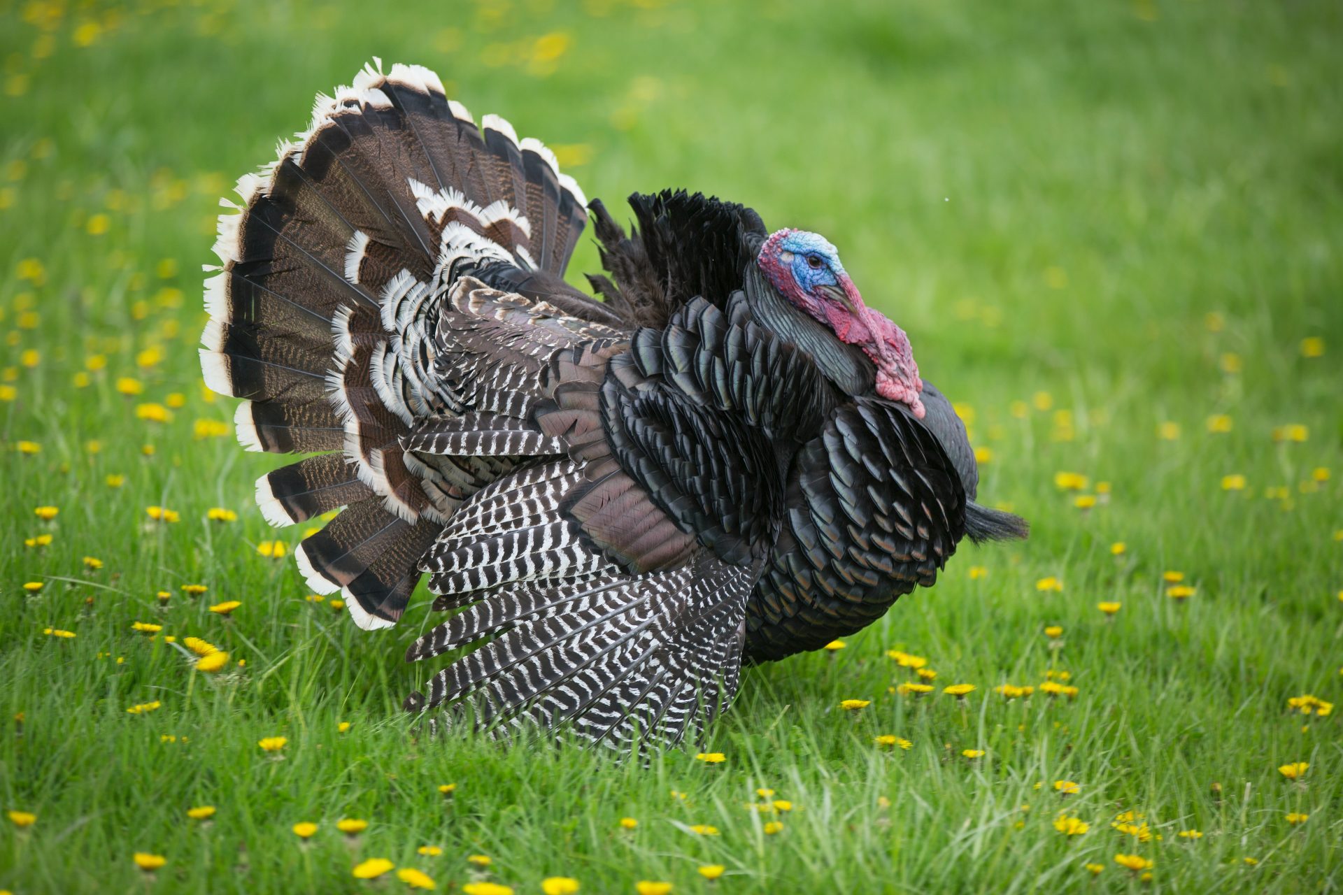 Let's Talk Turkey (Hunting) Season DNR Says It's Time to Get Your License