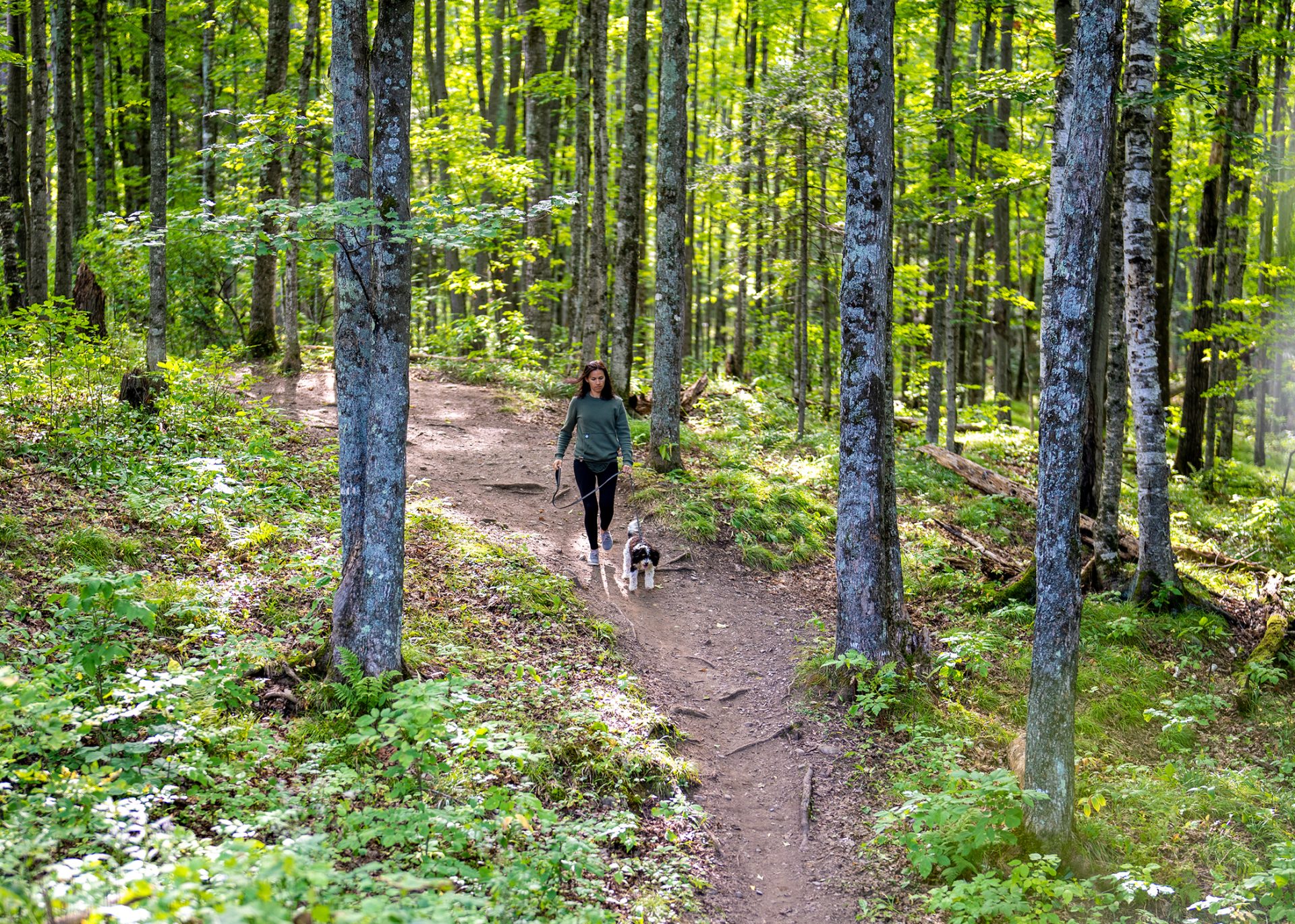 dnr-rolls-out-new-state-forest-road-maps