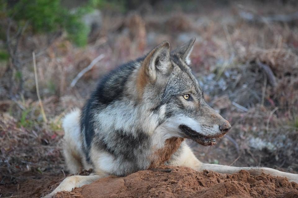 Michigan’s Gray Wolf Population Remains Stable