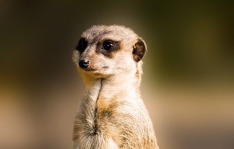 John Ball Zoo Hosts Meerkat Mania This Weekend