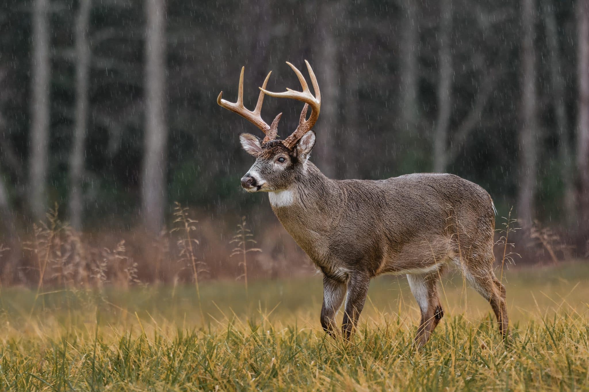 Muzzleloading Season Nears End, DNR Encourages Hunters to Take Advantage