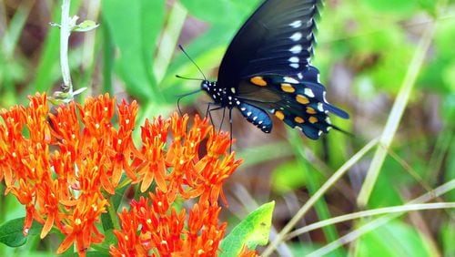 Insecticides Blamed for Midwest Butterfly Decline, MSU Study Finds